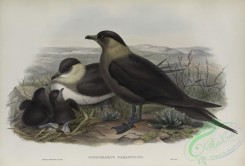 marine_birds-00909 - 603-Stercorarius parasiticus, Arctic Skua