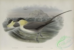 marine_birds-00910 - 604-Stercorarius longicaudus, Long-tailed Skua