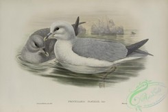 marine_birds-00911 - 605-Procellaria glacialis, Fulmar