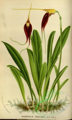 masdevallia-00056 - masdevallia maculata