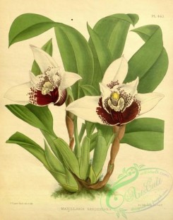 maxillaria-00002 - maxillaria sanderiana