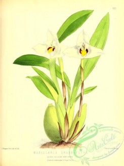 maxillaria-00010 - maxillaria grandiflora