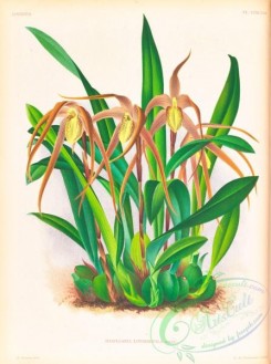 maxillaria-00017 - maxillaria longisepala