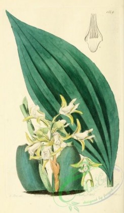maxillaria-00026 - 1549-maxillaria decolor, Pale Yellow Maxillaria