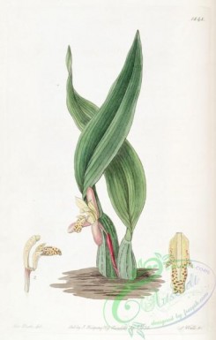 maxillaria-00028 - 1848-maxillaria rufescens, Brownish Maxillaria