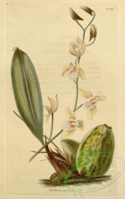 maxillaria-00047 - maxillaria racemosa
