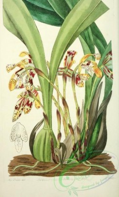 maxillaria-00063 - 1802-maxillaria picta, Painted Maxillaria