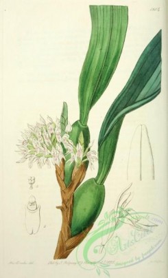 maxillaria-00064 - 1804-maxillaria densa, Dense-flowered Maxillaria
