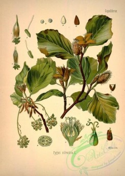 medicinal_herbs-00033 - fagus silvatica