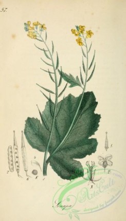 medicinal_herbs-00174 - sinapis nigra