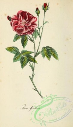 medicinal_herbs-00346 - rosa gallica