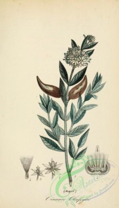 medicinal_herbs-00400 - cynanchum argel