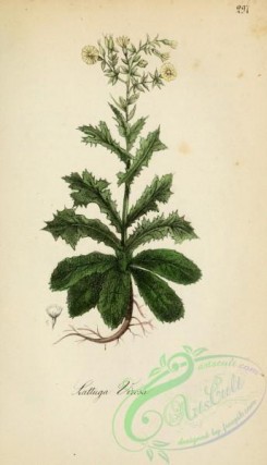 medicinal_herbs-00427 - lactuca virosa