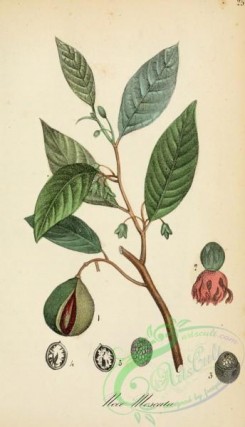 medicinal_herbs-00432 - myristica officinalis