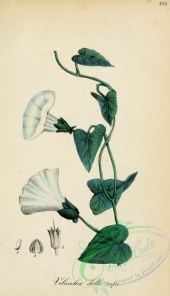 medicinal_herbs-00513 - convolvulus saepium