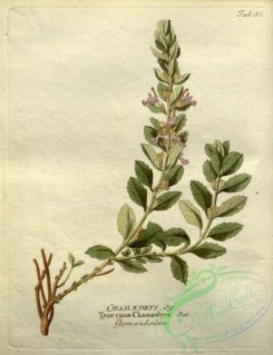 medicinal_herbs-00734 - teucrium chamaedrys