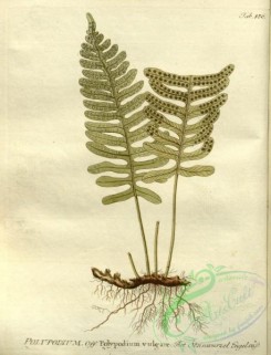 medicinal_herbs-00803 - polypodium vulgare