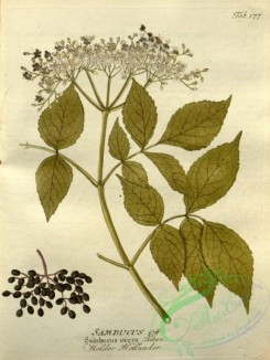 medicinal_herbs-00820 - sambucus nigra