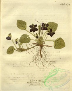 medicinal_herbs-00847 - viola odorata