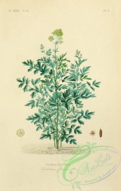 medicinal_herbs-00916 - thalictrum flavum