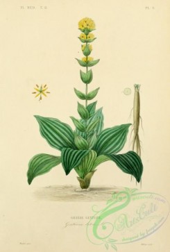 medicinal_herbs-00933 - gentiana lutea