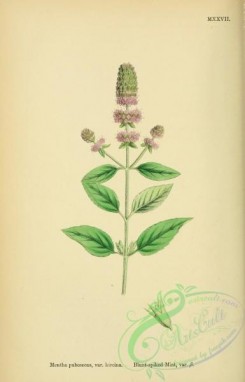 mint-00066 - Blunt-spiked Mint, mentha pubescens hircina