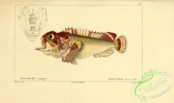 monster_fishes-00008 - Pitted Stonefish