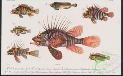 monster_fishes-00026 - 059-polycaulus elongatus, pseudomonopterus (pterois) kodipungi, parapterois heterurus, cottapistus cottoides