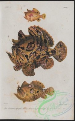 monster_fishes-00030 - 002-antennarius oligospilus, antennarius goramensis, antennarius tridens