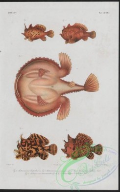 monster_fishes-00033 - 005-antennarius hispidus, antennarius nummifer, antennarius marmoratus, antennarius biocellatus