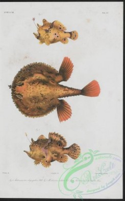 monster_fishes-00035 - 007-antennarius oligospilus, antennarius chironectes