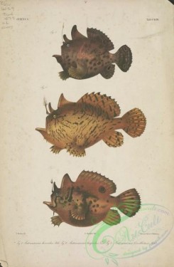 monster_fishes-00036 - 093-Painted Frogfish, antennarius horridus, Shaggy Angler, antennarius hispidus, Brackishwater Frogfish, antennarius biocellatus