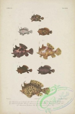 monster_fishes-00041 - 098-antennarius marmoratus, Warty Frogfish, antennarius guntheri, New Guinean Frogfish, antennarius dorehensis, antennarius leucosoma