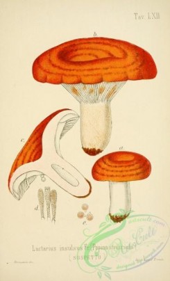 mushrooms-00060 - lactarius insulsus [2447x4023]