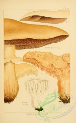mushrooms-00286 - Horse Mushroom, Ivory Caps, Hedgehog Mushroom [1999x3243]