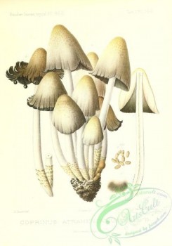 mushrooms-02514 - coprinus atramentarius [2431x3471]