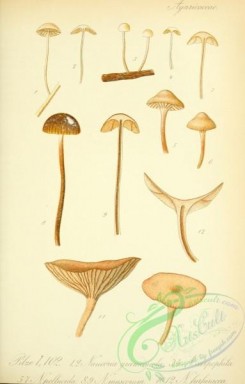mushrooms-03757 - naucoria graminicola, naucoria carpophila, naucoria pellucida, naucoria muscorum, naucoria furfuracea [2066x3236]