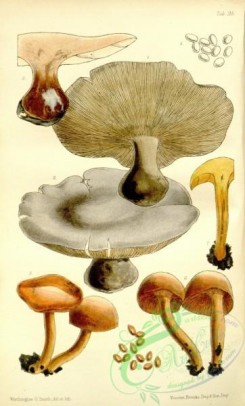 mushrooms-04951 - agaricus (tricholoma) brevipes, flammula decipiens [1916x3175]