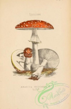 mushrooms-06398 - amanita muscaria