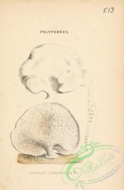 mushrooms-06433 - favolus europoeus