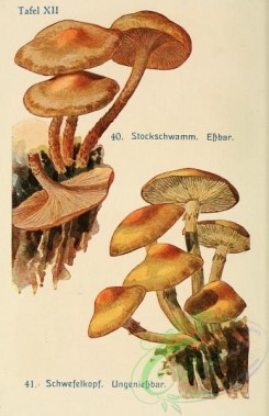mushrooms-06840 - pholiota mutabilis, hypholoma fasciculare