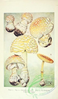 mushrooms-07237 - 001-amanita muscaria, amanita frostiana