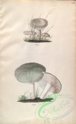 mushrooms-08084 - 145-russula livida, russula furcata
