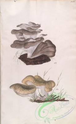mushrooms-08342 - 385-boletus frondosus, boletus cristatus