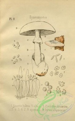 mushrooms-08411 - 001-amanita bulbosa alba, pleurotus atrocaeruleus