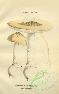 mushrooms-08412 - 002-amanita muscaria umbrina
