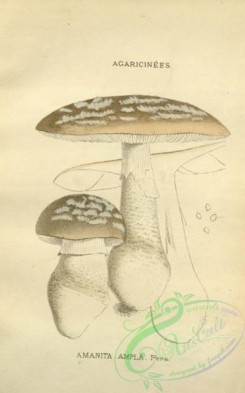 mushrooms-08413 - 003-amanita ampla