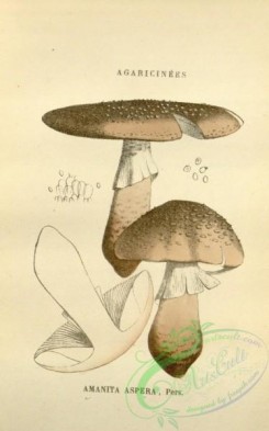 mushrooms-08414 - 004-amanita aspera