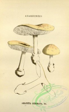 mushrooms-08419 - 009-amanita gemmata