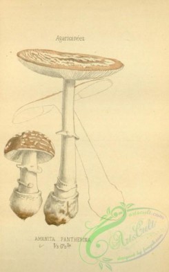 mushrooms-08425 - 015-amanita pantherina